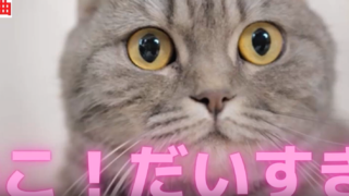 ねこ!だいすき。